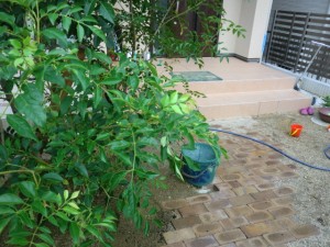 �V�}�g�l���R�̗t