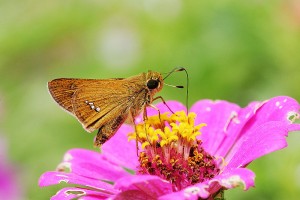 �C�`�����W�Z�Z��