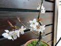 鉢植えの啓翁さくら