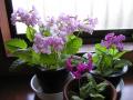 日本桜草３種