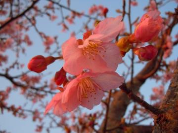 河津桜