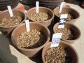 植えかえ完了！日本桜草６種類