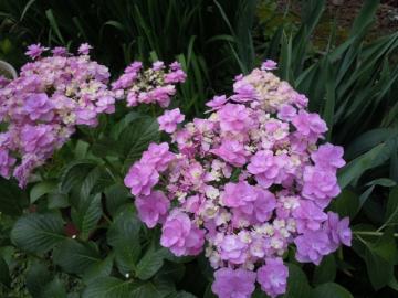 紫陽花：コサージュ