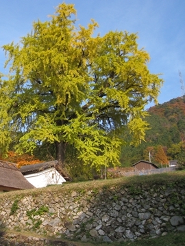芠