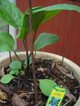 japanese eggplant