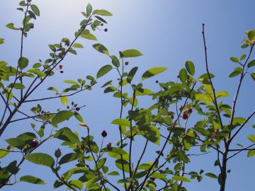 �W���[���x���[�̎�