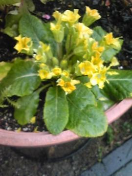 �v������