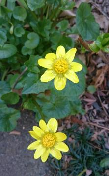 �q���L���o�C�J