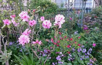 �V���N�i�Q