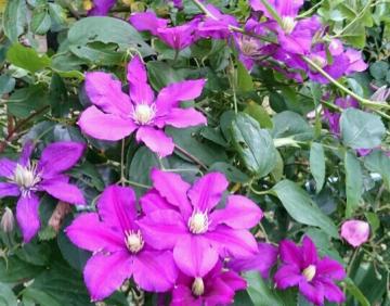 �N���}�`�X