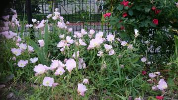 �����C���q���c�L�~�\�E