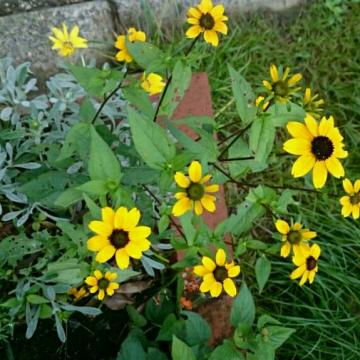 ���h�x�L�A