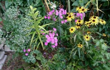 �I�C�����\�E