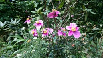 �V���E���C�M�N