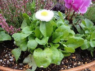 ��H�[�@�K�[�f���@�f�[�W�[