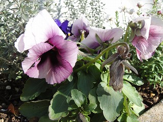 ��H�[�@�K�[�f��