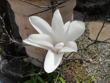 ��H�[�@�K�[�f���@