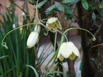 ��H�[�@�K�[�f��