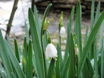 ��H�[�@�K�[�f��