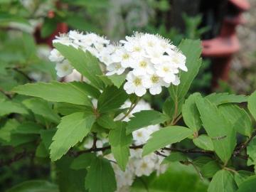 ��H�[�@�K�[�f��