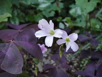 ��H�[�@�K�[�f��