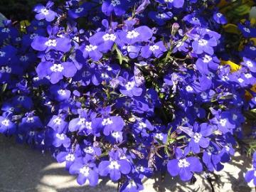 5���K�[�f���@���ׂ�A�@�ʖ������~�]�J�N�V