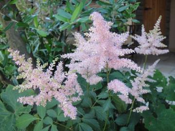 5���K�[�f���@�A�X�`���x