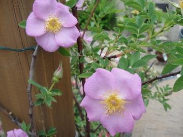 5���K�[�f���@�o���E���[�Y�q�b�v