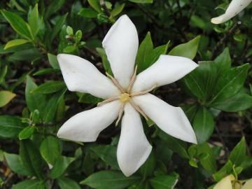 6���K�[�f���@�N�`�i�V�@��H�[