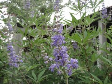 6���K�[�f���@�Z�C���E�j���W���{�N�@��H�[