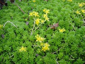 6���K�[�f���@ �}���l���O�T�i�Z�_���j�@��H�[