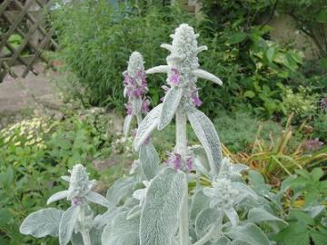 7���K�[�f���@�o�[�o�X�J��