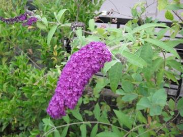 7���K�[�f���@�u�b�g���A