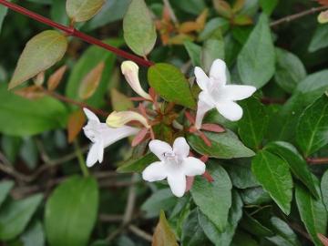 7���K�[�f���@�A�x���A