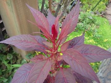 7���K�[�f���@�ԗt�P�C�g�E