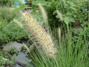 7���K�[�f���@�y�j�Z�c��