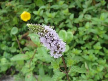 �K�[�f�j���O�@�~���g