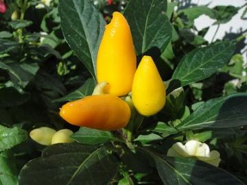 �K�[�f�j���O�@�Ϗܗp�Ƃ����炵