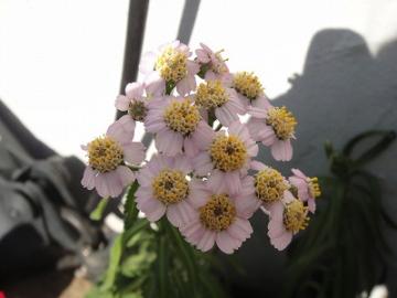 �K�[�f���@�A�L���A