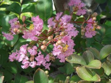 �T���X�x��