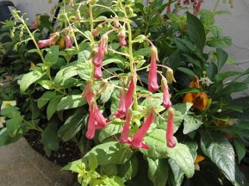 �������X�v���b�^�[