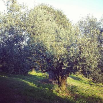 �G�N�X�e���A�@�A�́@�A�؁@�I���[�u