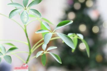 �G�N�X�e���A�H�[�@�������@�ʐ^