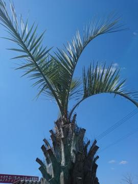 �G�N�X�e���A�H�[ ������ �R�R�X���V