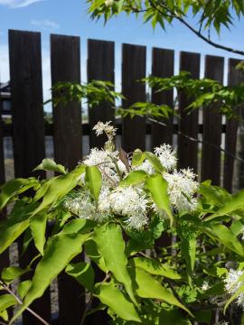 �G�N�X�e���A�H�[�@�������@�A�I�_��