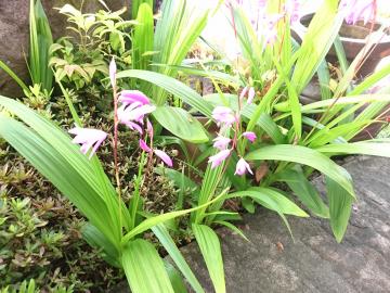 �G�N�X�e���A�H�[�@�������@�V����