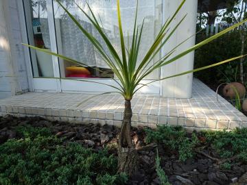 �G�N�X�e���A�H�[�@�������@�h���Z�i�C���`�r�T