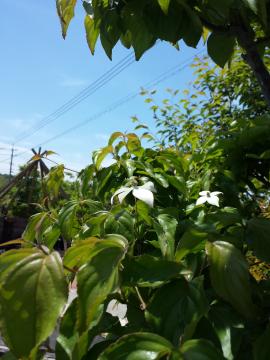 �G�N�X�e���A�H�[�������@���}�{�E�V