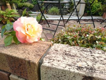 �G�N�X�e���A�H�[�������@�o��