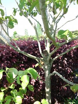 �G�N�X�e���A�H�[�������@�n�i�~�Y�L�@����-1